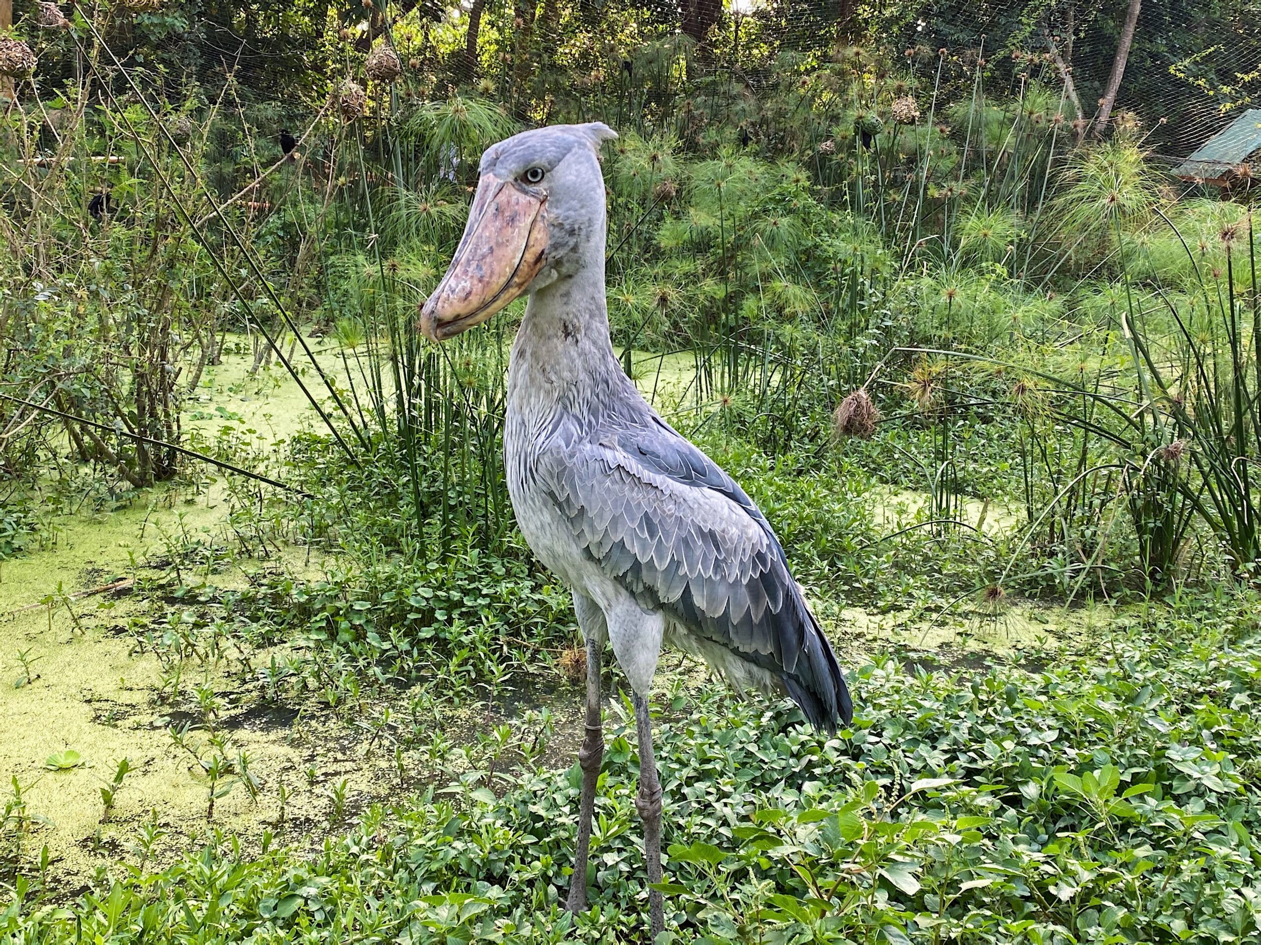 Shoebill tours Uganda