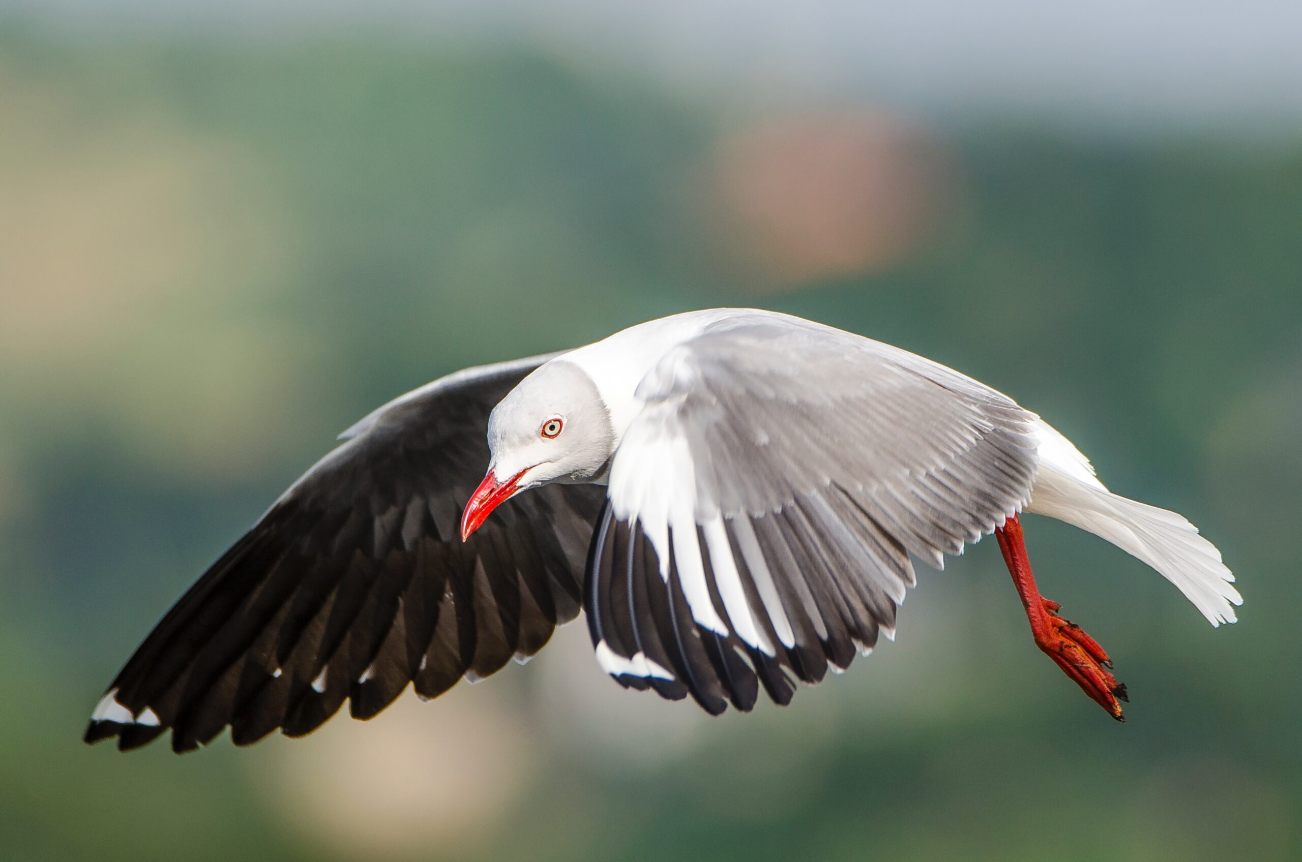 Shoebill tours Uganda