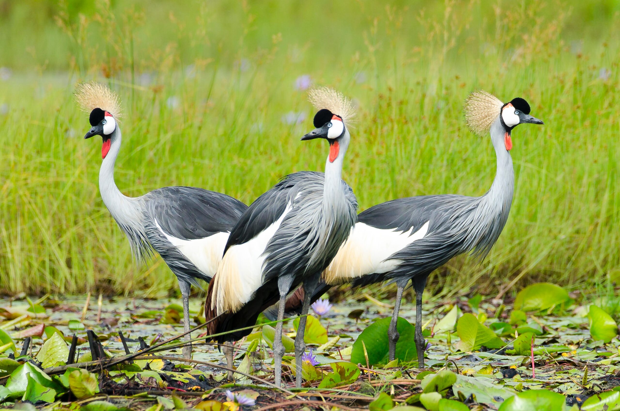 Shoebill tours Uganda